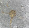 Ordovician Brittle Star Fossil - Part & Counterpart #28066-2